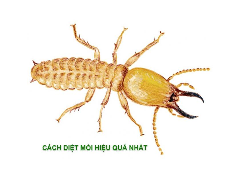 Dịch vụ diệt mối quy nhơn 